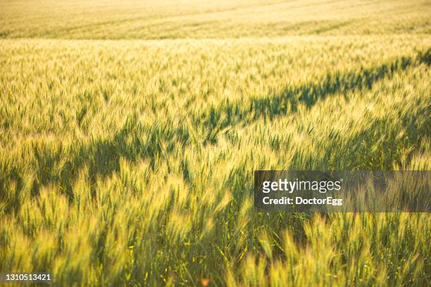 row of golden barley rice field  in summer at biei patchwork road, biei, hokkaido, japan - rice paddy stock pictures, royalty-free photos & images