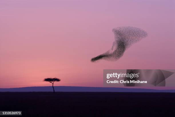 flock of birds murmuration - flock of birds ストックフォトと画像