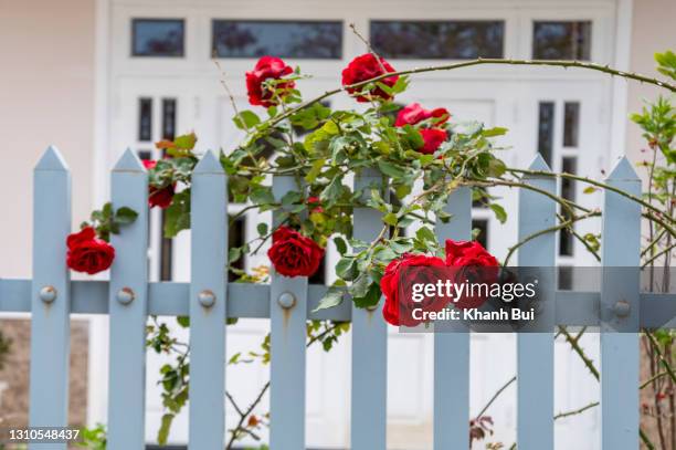 beauty climbing rose on the white fence - white rose garden stock pictures, royalty-free photos & images