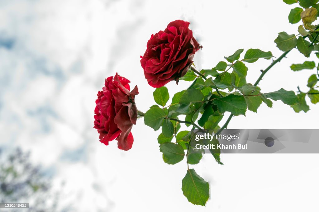 Beauty climbing rose on the white fence