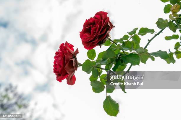 beauty climbing rose on the white fence - red roses garden 個照片及圖片檔