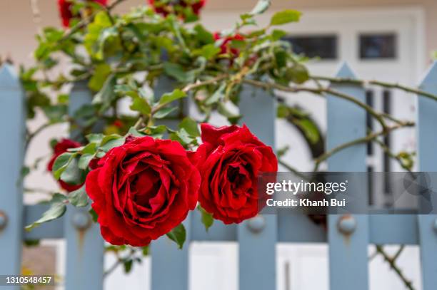 beauty climbing rose on the white fence - red roses garden stock pictures, royalty-free photos & images