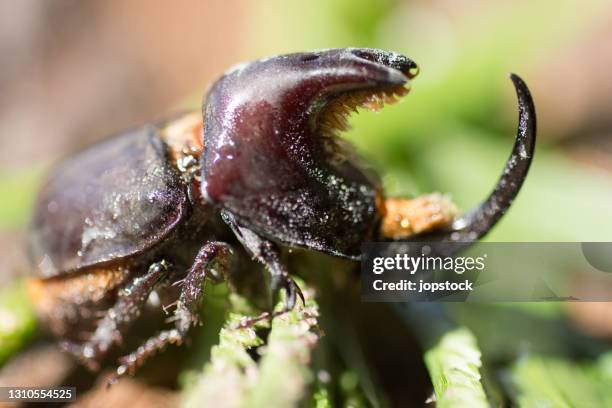 rhinoceros beetle - horned beetle stock-fotos und bilder