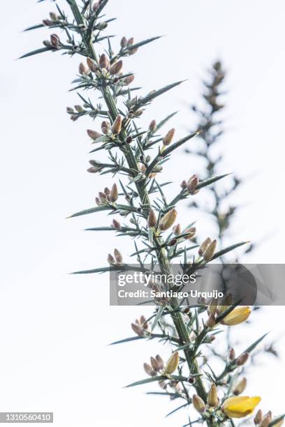 close-up of a gorse in bloom - gorse stock pictures, royalty-free photos & images