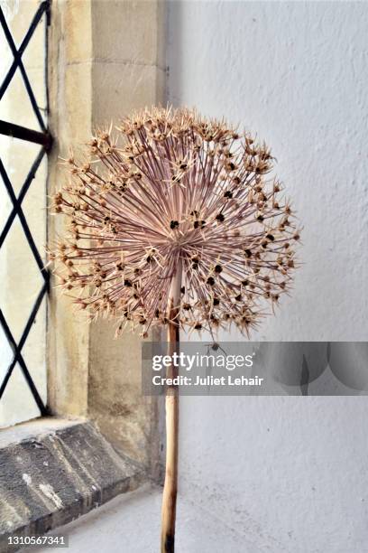 dried agapanthus flowerhead on church window sill. - african lily stock-fotos und bilder