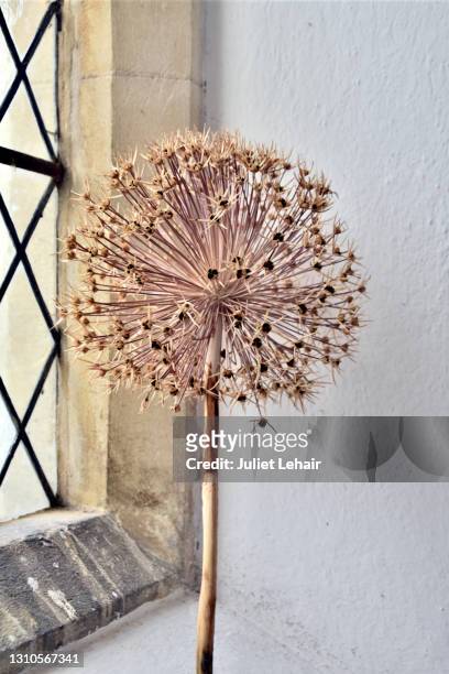 dried agapanthus flowerhead on church window sill. - agapanthus stock pictures, royalty-free photos & images