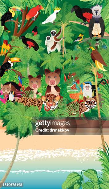 beach and tropical animals - king bird of paradise stock illustrations