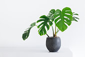 large leaf house plant Monstera deliciosa in a gray pot on a white background in a light interior