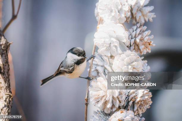 bonita na primavera, empoleirada. - pinha pinha de conífera - fotografias e filmes do acervo