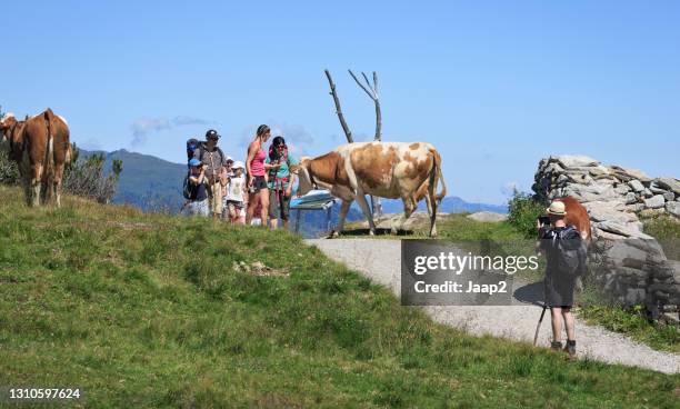 tourists on the ahorn mountain alp taking pictures with the grazing cows - mayrhofen stock pictures, royalty-free photos & images