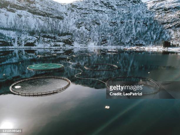 fish farm - aquaculture stock pictures, royalty-free photos & images