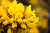 Yellow Gorse flowers, Ulex Europaeus