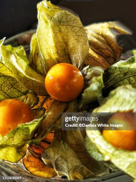 cape berry physalis - chinese lantern lily 個照片及圖片檔