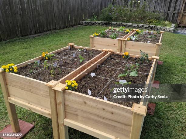 container gardening - canteiro de flores imagens e fotografias de stock