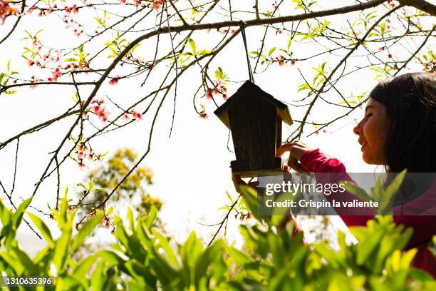 young woman with bird feeder in her garden - bird seed stockfoto's en -beelden