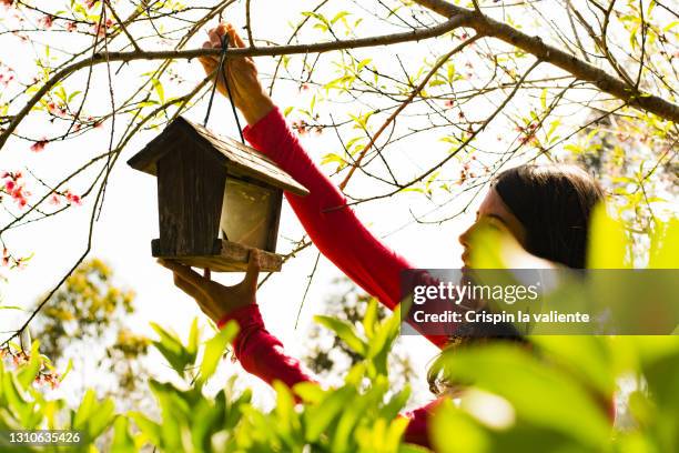 young woman with bird feeder in her garden .the woman places the bird feeder in a tree . - bird feeder foto e immagini stock