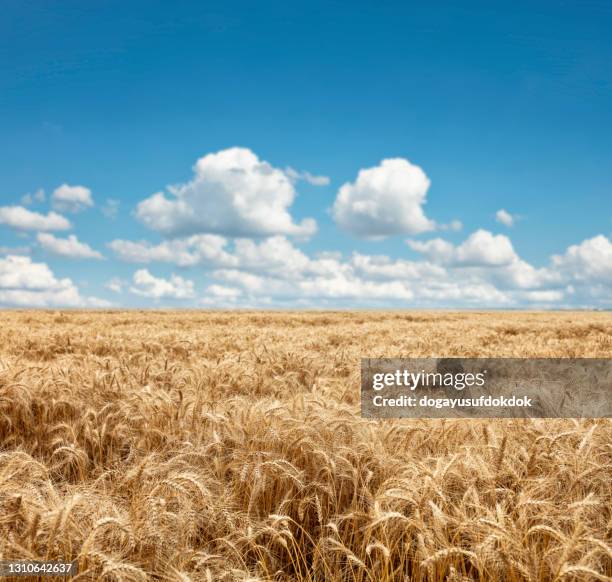 campo de trigo xxxl - trigo fotografías e imágenes de stock