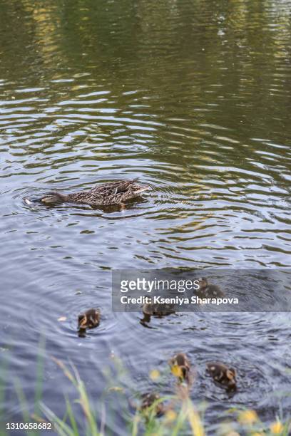 a duck with cute little ducklings swims in a lake-stock photo - flock of birds stock illustrations bildbanksfoton och bilder