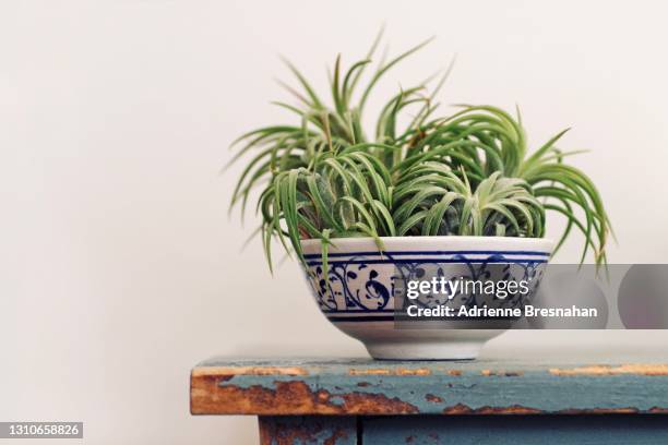 air plants in a china dish on an old table - air plant stock pictures, royalty-free photos & images