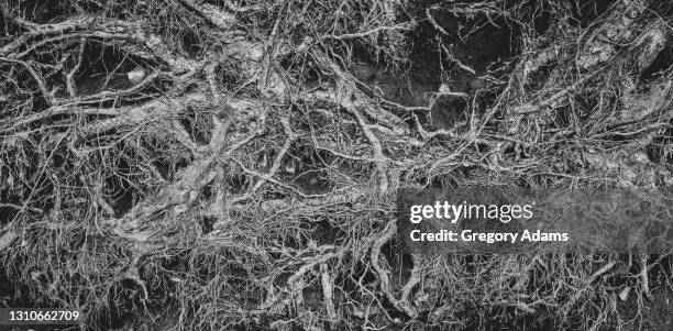 Tree Root Network Photos and Premium High Res Pictures - Getty Images