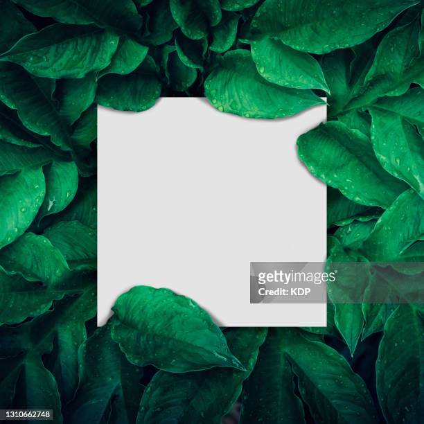 green leaves pattern background with paper frame border, natural lush foliage plant of leaf texture backgrounds. - árbol tropical fotografías e imágenes de stock