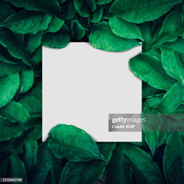 green leaves pattern background with paper frame border, natural lush foliage plant of leaf texture backgrounds. - square imagens e fotografias de stock