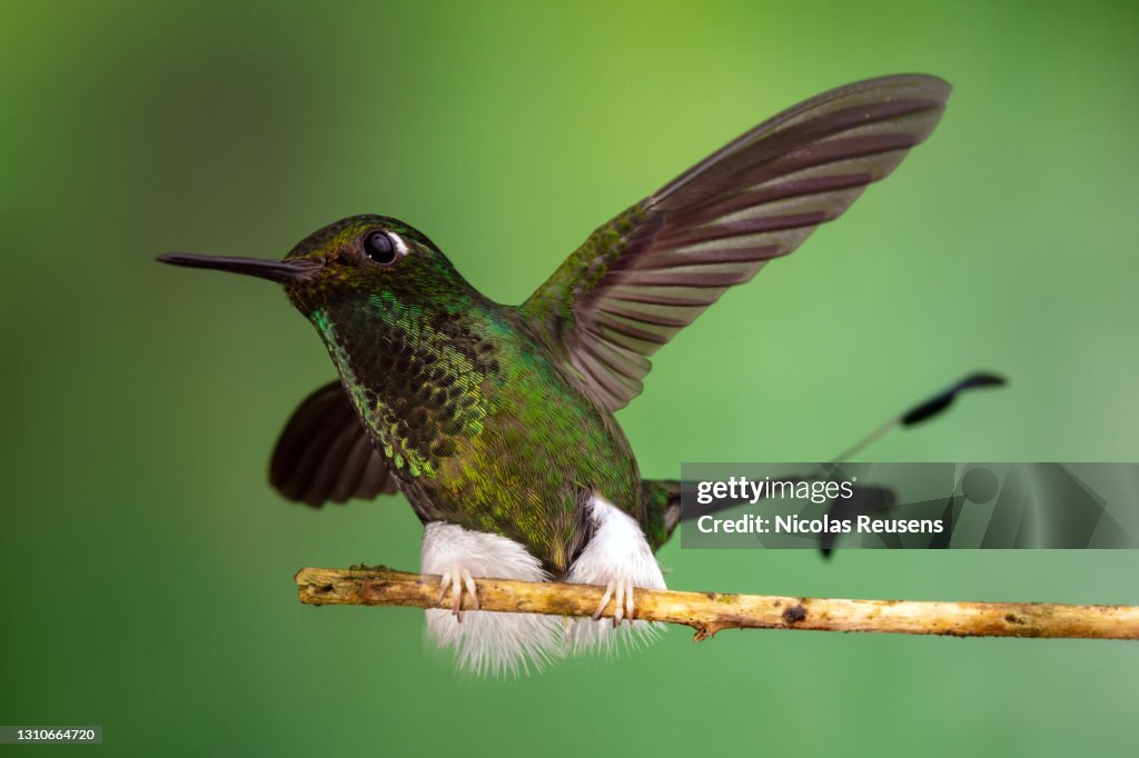 Booted racket-tail (Ocreatus underwoodii)