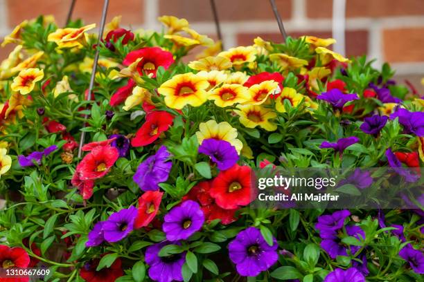 calibrachoa - sugar daddy stock pictures, royalty-free photos & images