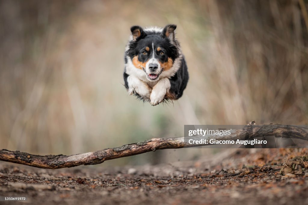 Australian shepherd dog in action, jumping over a trunk in a forest, Lecco, Lombardy, Italy