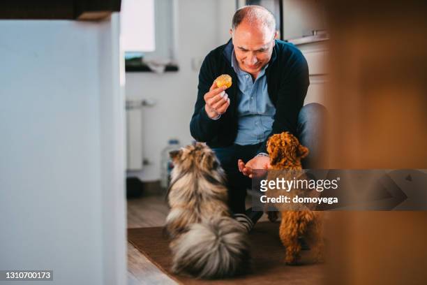 mature adult man feeding his dogs in the kitchen at home - senior people training imagens e fotografias de stock
