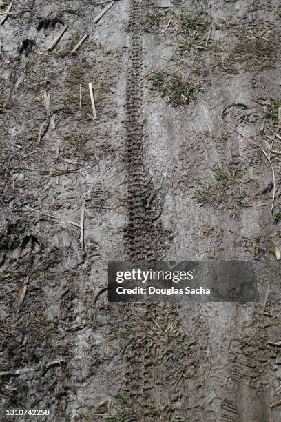 bicycle tire print in the muddy trail - bike tire tracks stockfoto's en -beelden