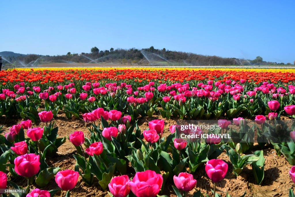 Tulips fields South of France