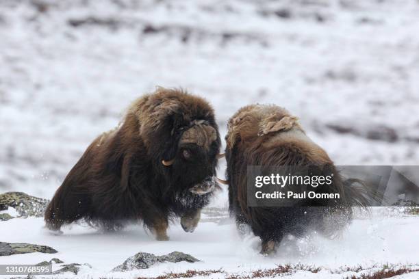 male musk oxen (ovibos moschatus) charging at one another. - musk ox stock-fotos und bilder