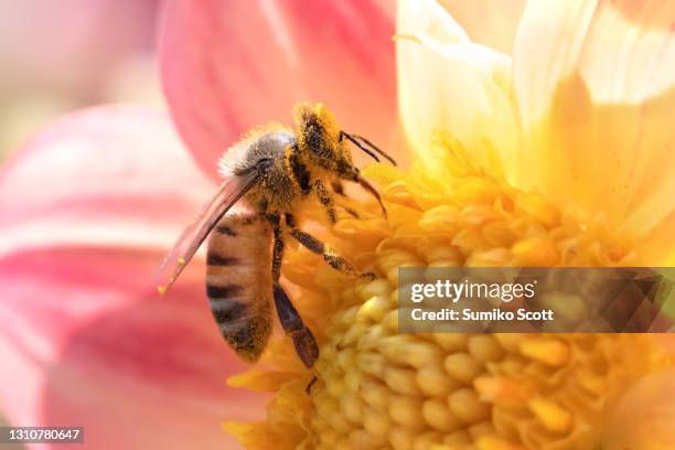 honeybee on pink dahlia flower - symbiotic relationship stock-fotos und bilder