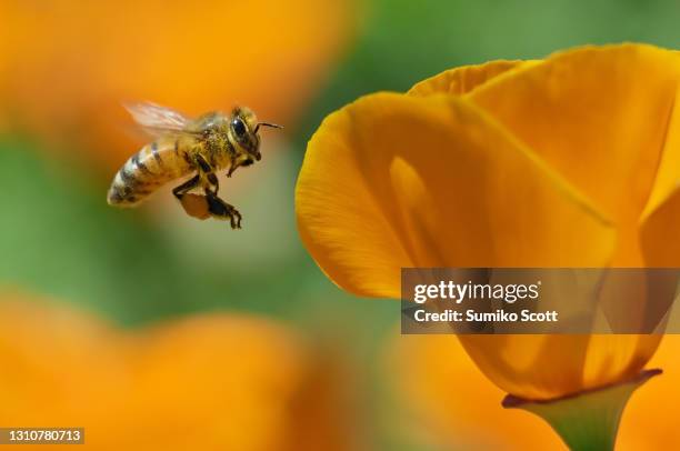 honeybee flying to california golden poppy - symbiotische relatie stockfoto's en -beelden