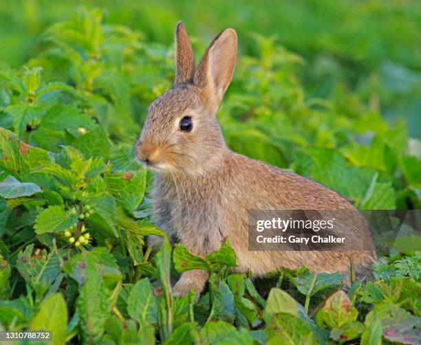 wild baby  rabbit [oryctolagus cuniculus] - rabbit burrow stock pictures, royalty-free photos & images