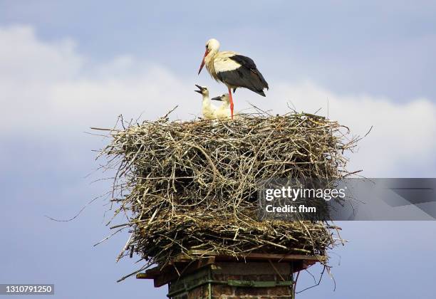 stork and its offspring - comportamiento de animal fotografías e imágenes de stock