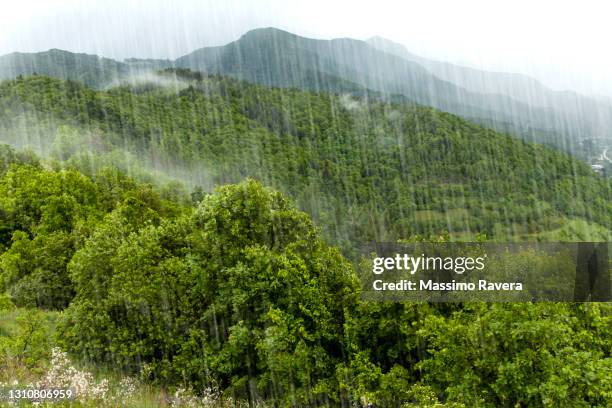 rain forest - heavy rain ストックフォトと画像