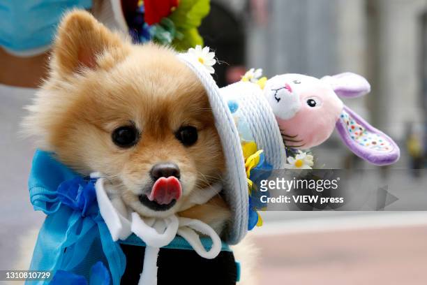 Dog in costume is seen during the Easter Parade and Bonnet Festival at Fifth Avenue on April 04, 2021 in New York City. The annual Easter Parade and...