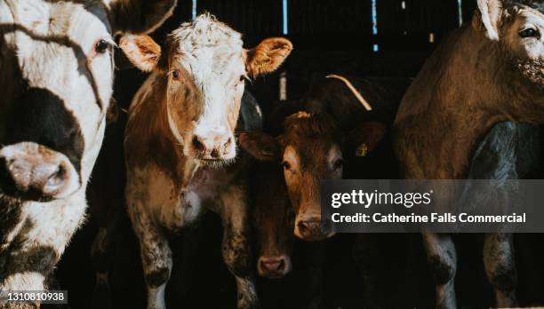 cows in a large dark cattle shed - koe stockfoto's en -beelden