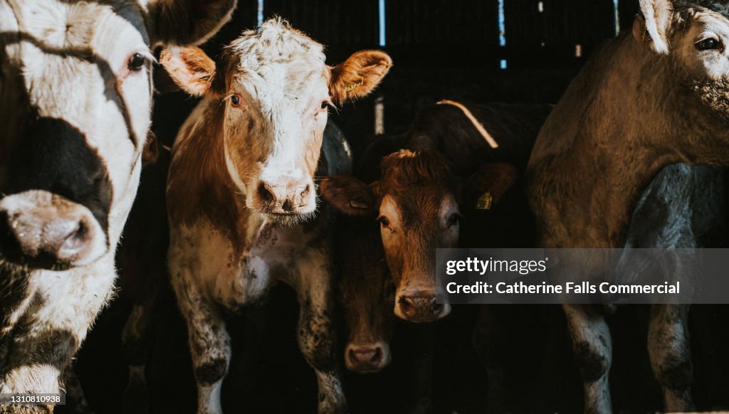 Cows in a Large dark Cattle Shed