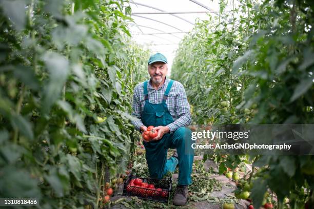portrait of a happy senior farmer in his organic garden. - farm workers in field stock pictures, royalty-free photos & images