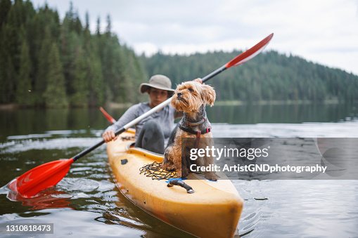 979 Dog Kayak Stock Photos, High-Res Pictures, and Images - Getty Images