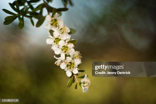 leptospermum - nature shallow depth of field stock pictures, royalty-free photos & images