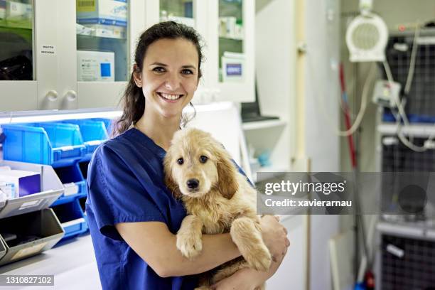 indoor portrait of veterinary technician and young dog - vets surgery stock pictures, royalty-free photos & images