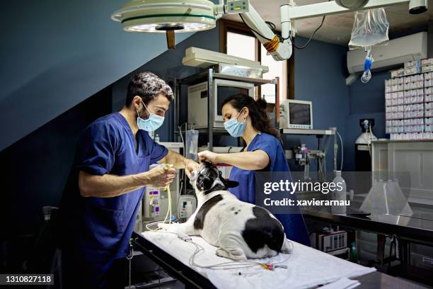 醫生和獸醫技術員準備狗手術 - intubation 個照片及圖片檔