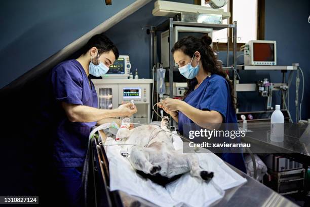dog lying on its back under anesthetic prior to surgery - anesthetic stock pictures, royalty-free photos & images