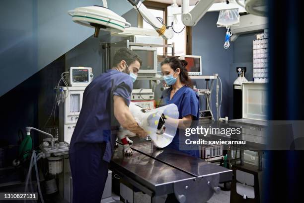 veterinario y técnico gestionando perro en mesa de operaciones - clínica veterinaria fotografías e imágenes de stock