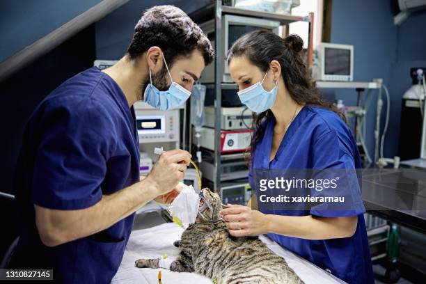 veterinario e tecnico che intubano il gatto prima dell'intervento chirurgico - intubation foto e immagini stock