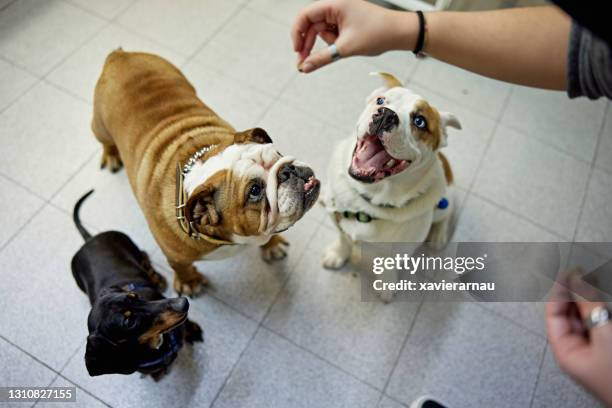 group of pampered dogs about to get a treat - dog biscuit stock pictures, royalty-free photos & images